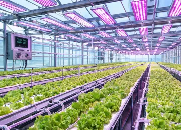 Horticultural LED lighting over greenhouse crops